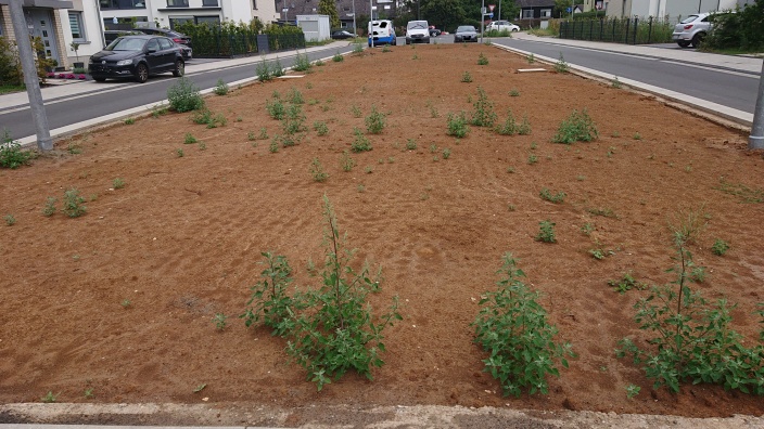 Bild der Fläche im oberen Bereich Anton-Engels-Strasse